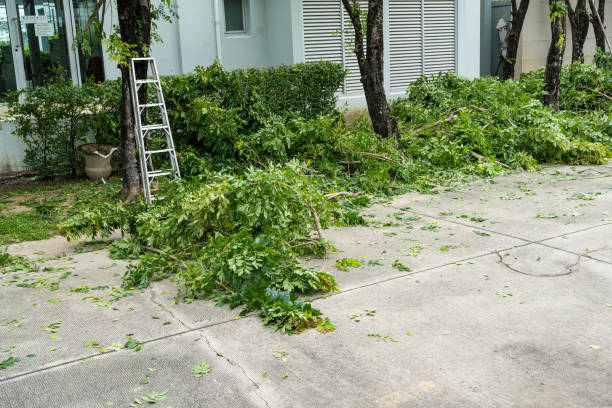 The Steps Involved in Our Tree Care Process in Kitsap Lake, WA